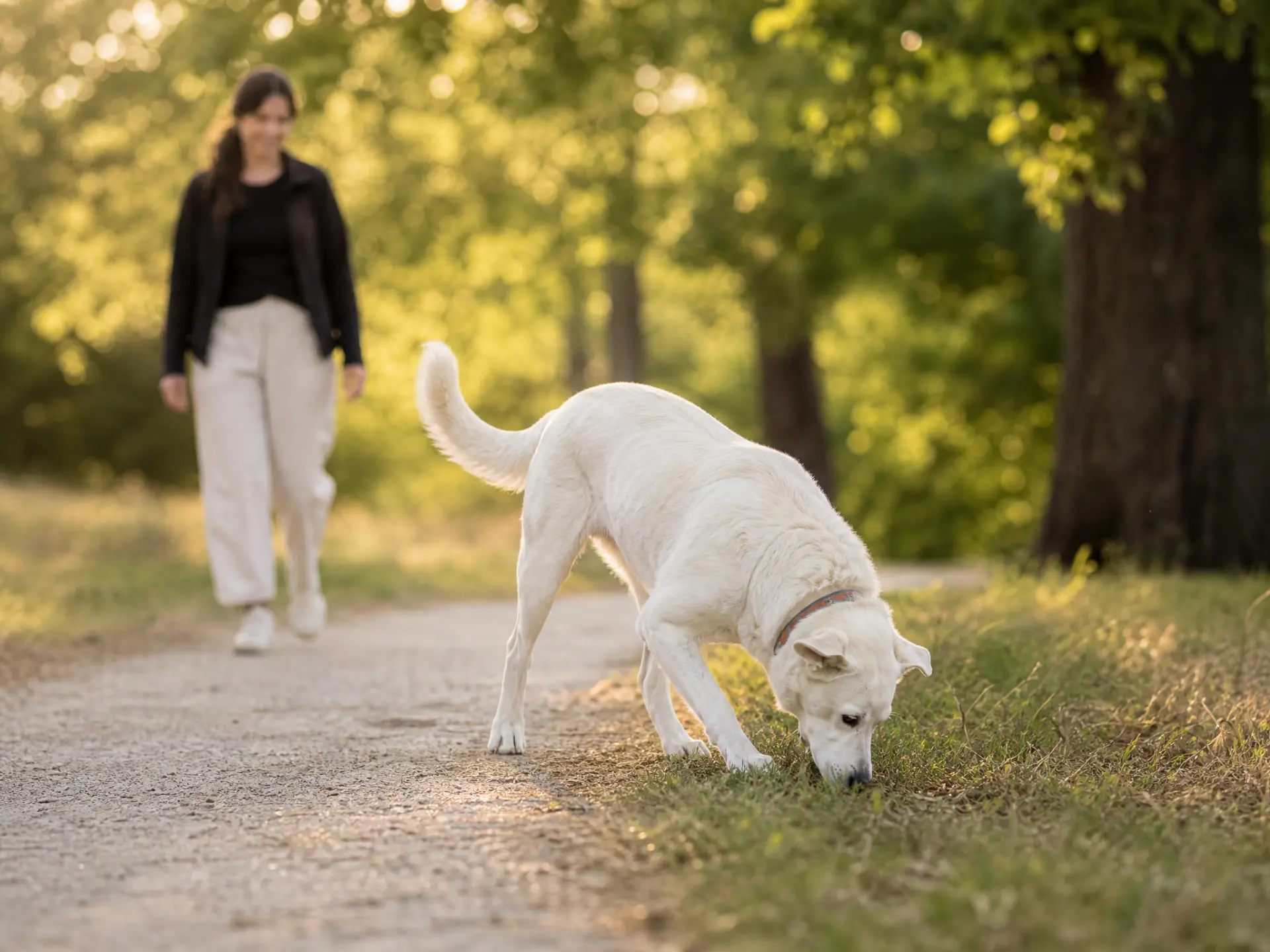 Read the Dog — Assessment and Individualized Planning
